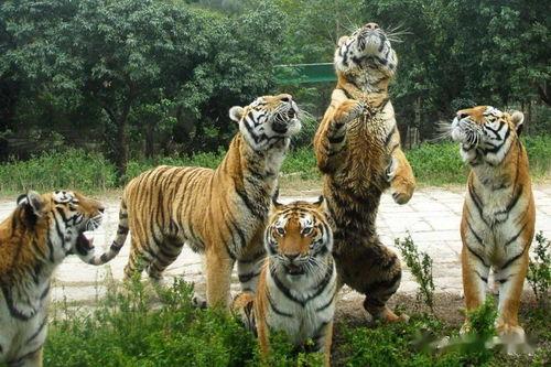 东北猛兽,探寻东北森林中的神秘巨兽之谜