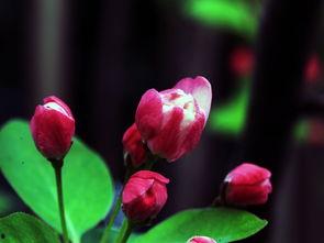 泪里开出的花,泪水中绽放的生命之花